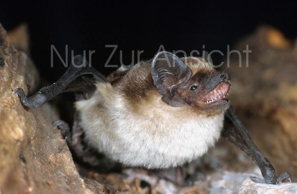 Postkarte Zweifarbfledermaus Jungtier